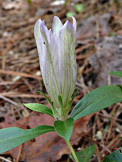 {Gentiana villosa}